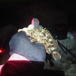 あけおめ 初釣り