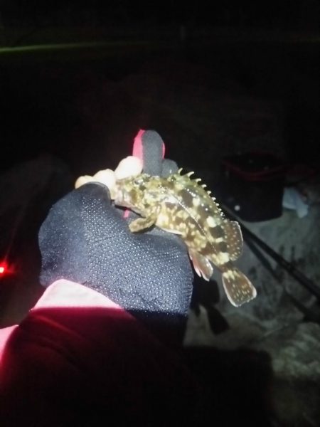 あけおめ  初釣り