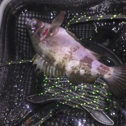 明石メバリング