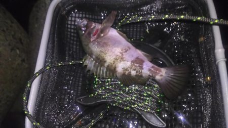 明石メバリング