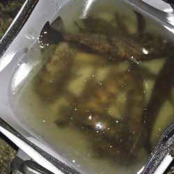 明石メバル好釣