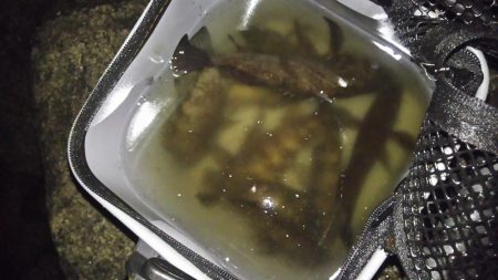 明石メバル好釣