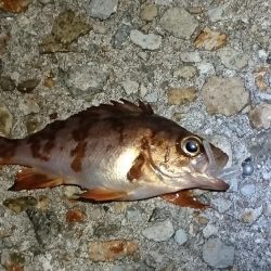 アジ、アナハゼ、アイナメ、メバル、ガシラ、アナゴ。6目達成。