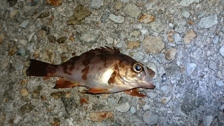 アジ、アナハゼ、アイナメ、メバル、ガシラ、アナゴ。6目達成。