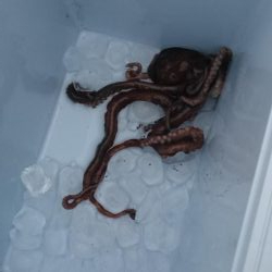 ヒイカエギング