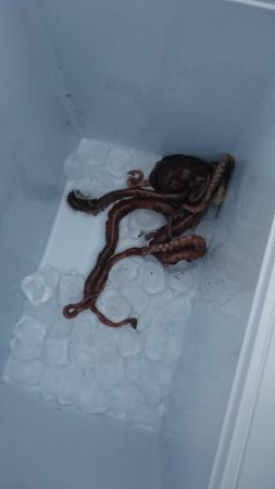 ヒイカエギング