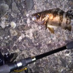 ライトゲームでハゼ