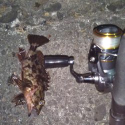 渋くても釣れる根魚