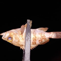 ちょこっと初釣り