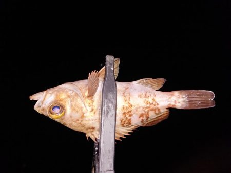 ちょこっと初釣り