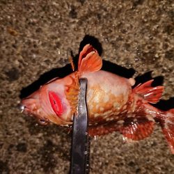 ガッシー入れ食い