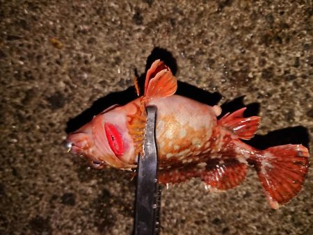 ガッシー入れ食い