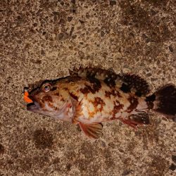 デカいの欲しい