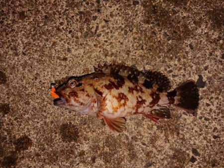 デカいの欲しい