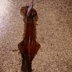 カサゴ自己記録更新