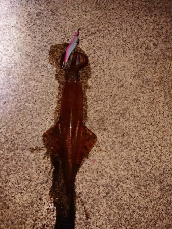 カサゴ自己記録更新