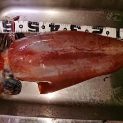 エギング記録更新