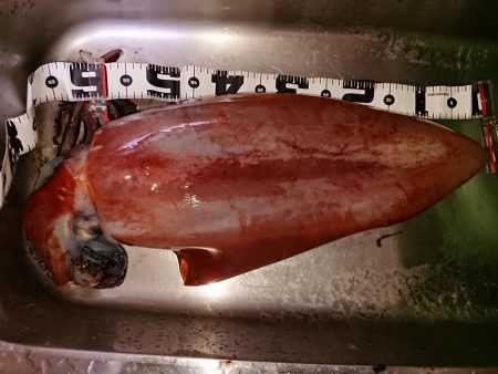 エギング記録更新