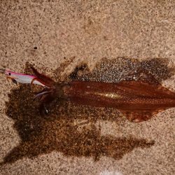 まだ渋いヤリイカ