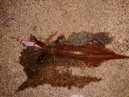 まだ渋いヤリイカ