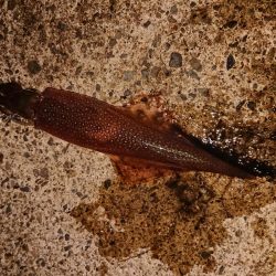 強風の中新規防波堤にて