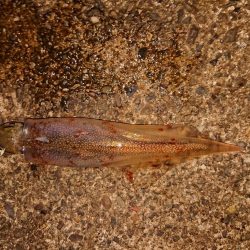 ウネリと強風の中で