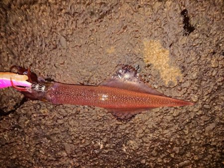 好状況ながら渋い