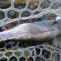 マイナス5度極寒の小柿渓谷トラウト出撃!