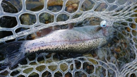 マイナス5度極寒の小柿渓谷トラウト出撃!