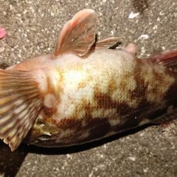 ロックフィッシュ狙いの夕練！