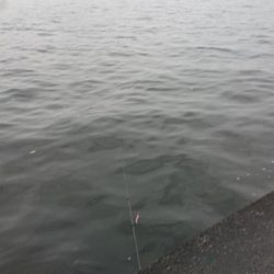 雨上がりの短時間夕練