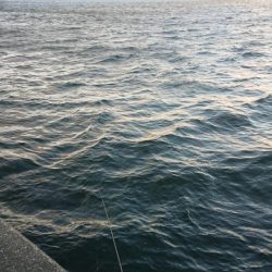 極寒爆風のミッドウインターシーバスゲーム