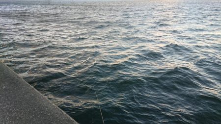 極寒爆風のミッドウインターシーバスゲーム