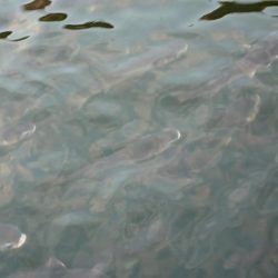 夕練デイゲームシーバス