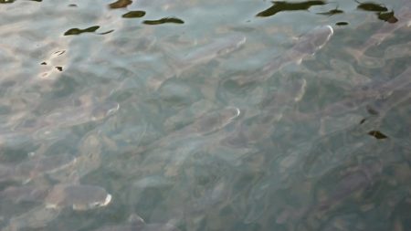 夕練デイゲームシーバス