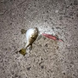 ミッキーマウスみたいなのが釣れました