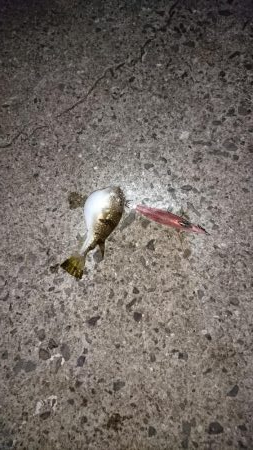 ミッキーマウスみたいなのが釣れました