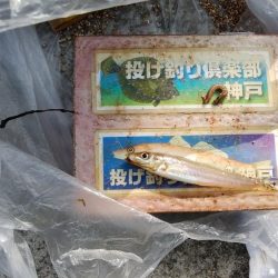 シーズン初の淡路釣行