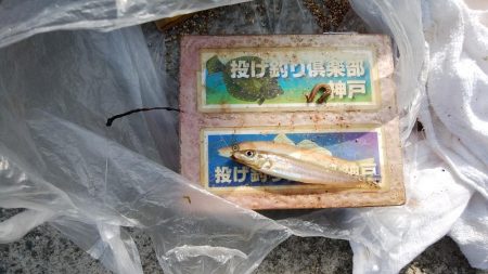 シーズン初の淡路釣行