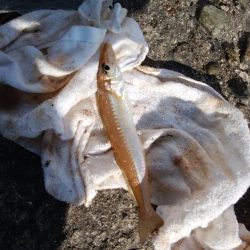 今日も播磨新島でキス釣り