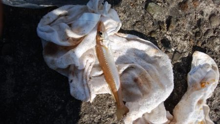 今日も播磨新島でキス釣り