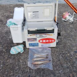 播磨新島でキス釣り