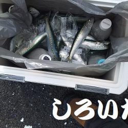 マイワシおかわり、場所移動が大当たり。