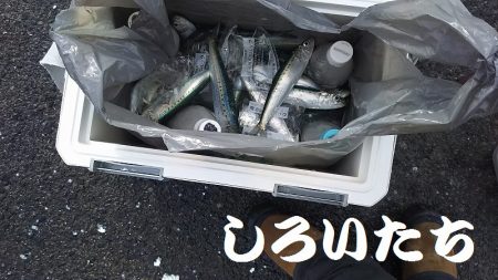 マイワシおかわり、場所移動が大当たり。