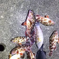 厳しい、小潮。