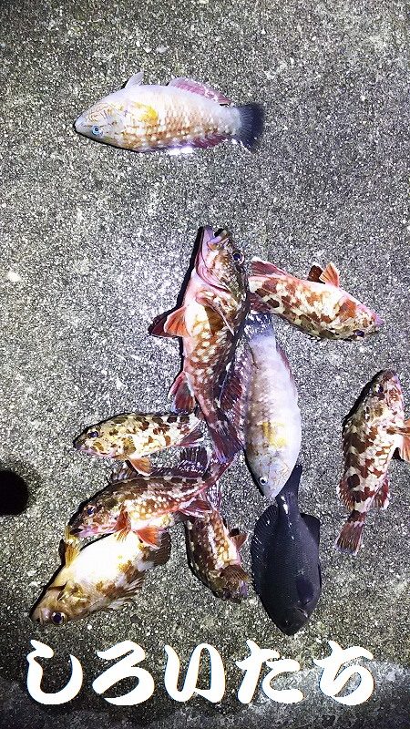 厳しい、小潮。