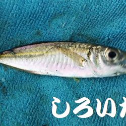 淡路島2日目。福良から洲本へ