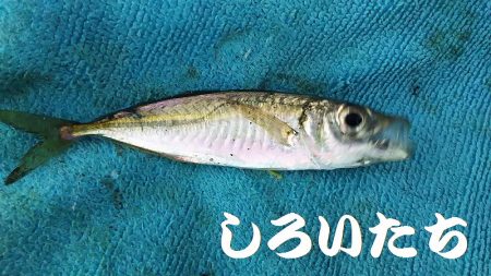 淡路島2日目。福良から洲本へ