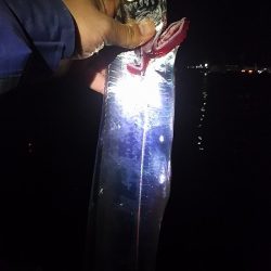 マイワシとタチウオ。