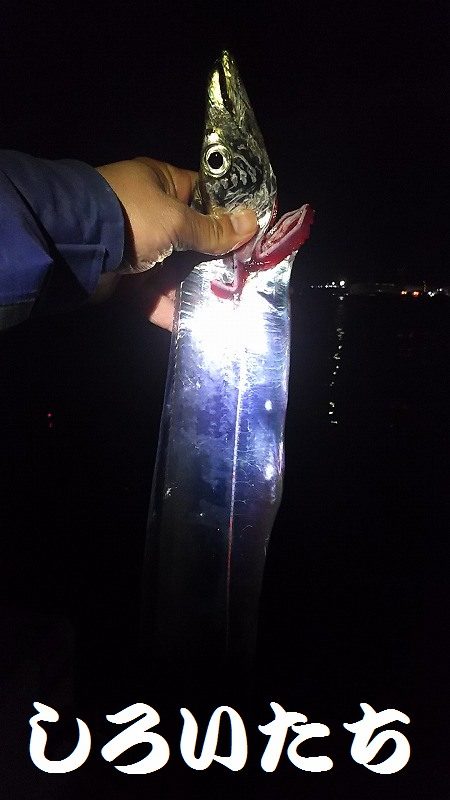 マイワシとタチウオ。